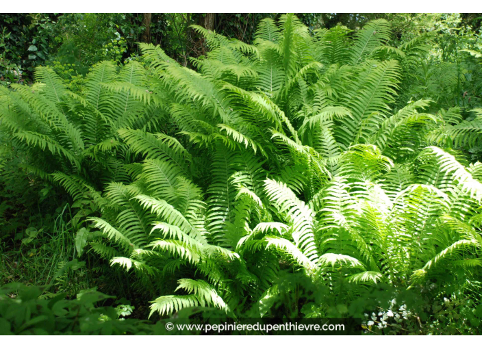 MATTEUCCIA struthiopteris
