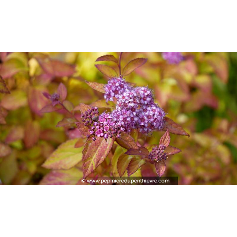 SPIRAEA	japonica	'Caramel'