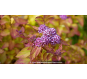 SPIRAEA	japonica	'Caramel' SPIRAEA	japonica	'Caramel'