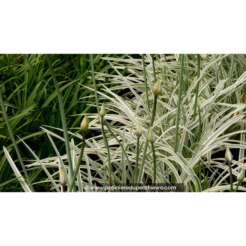 AGAPANTHUS 'Silver Moon'