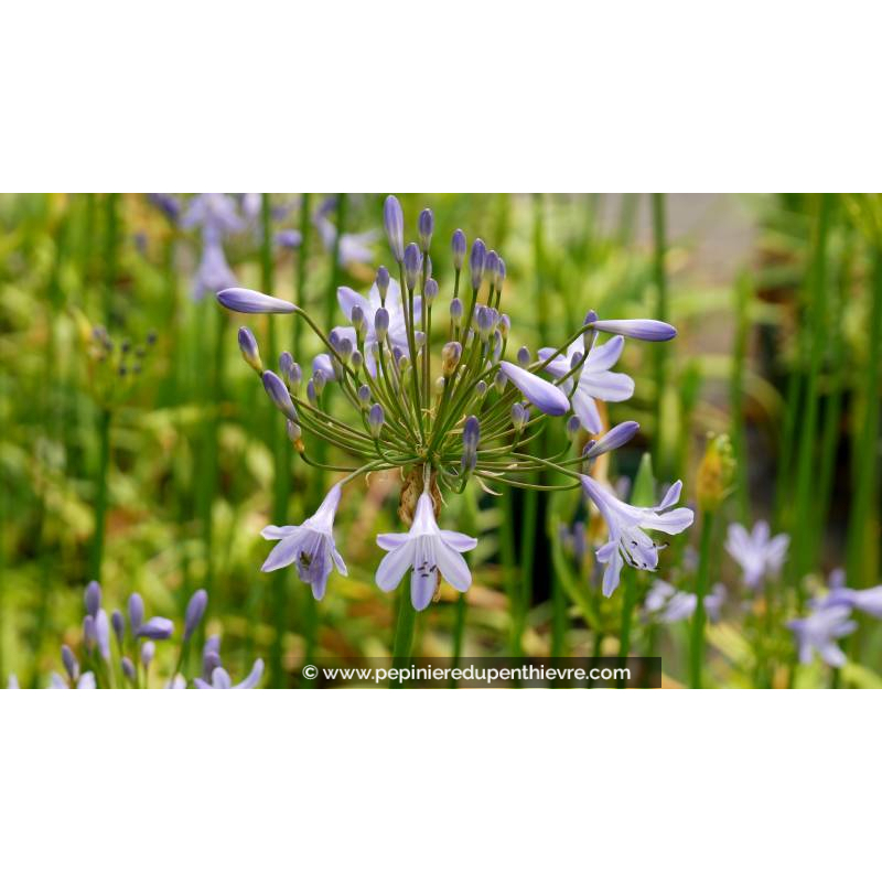 AGAPANTHUS 'Peter Pan'