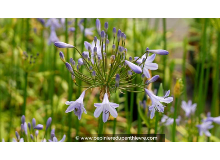 AGAPANTHUS 'Peter Pan'