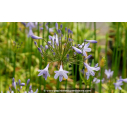 AGAPANTHUS 'Peter Pan'