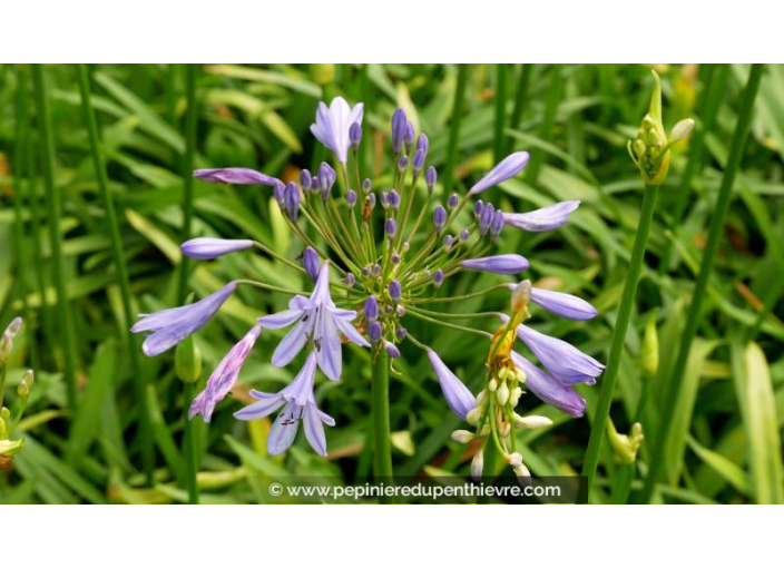 AGAPANTHUS 'Peter Pan'