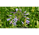 AGAPANTHUS 'Peter Pan'