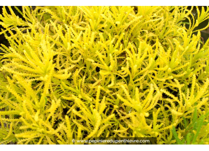 SANTOLINA virens 'Lemon Fizz'