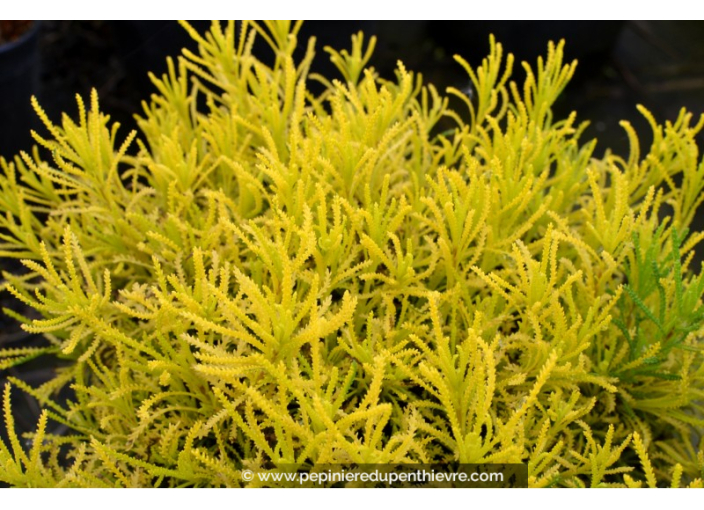 SANTOLINA virens 'Lemon Fizz'