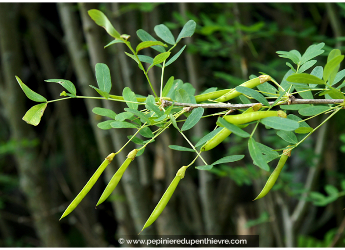 CARAGANA arborescens