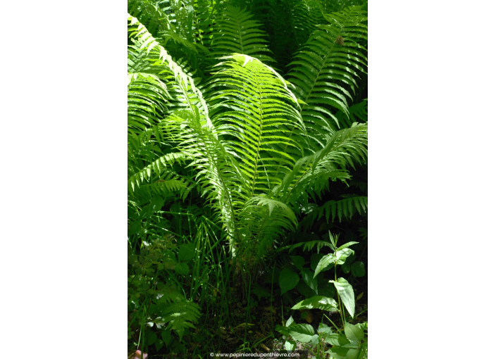 MATTEUCCIA struthiopteris