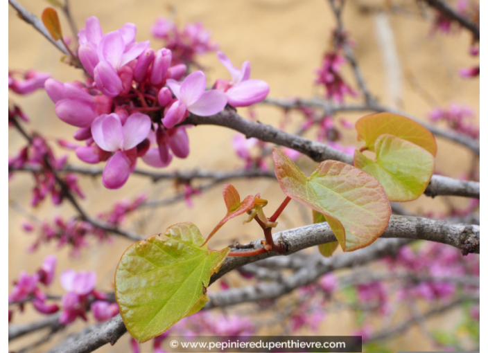 CERCIS siliquastrum