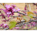 CERCIS siliquastrum