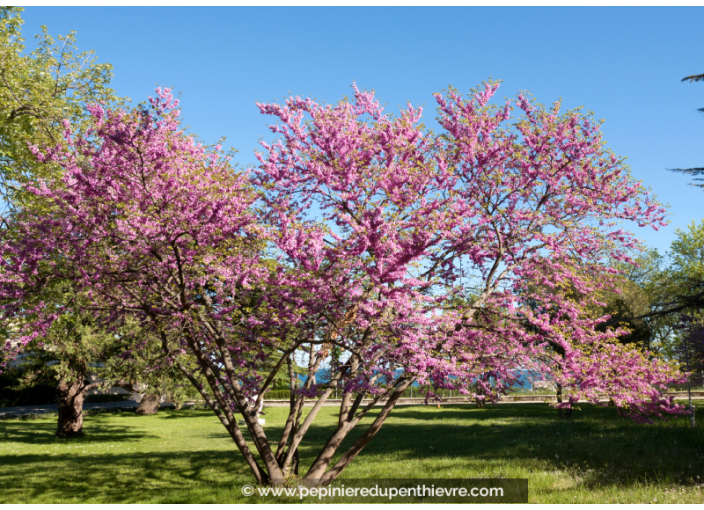 CERCIS siliquastrum