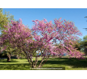 CERCIS siliquastrum