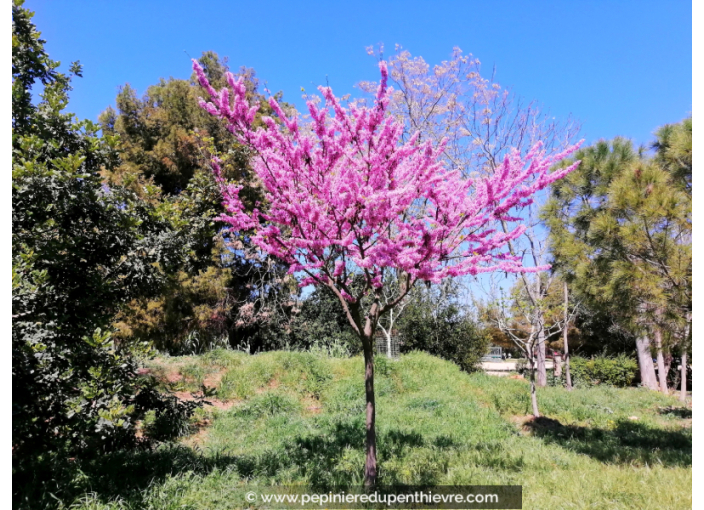 CERCIS siliquastrum