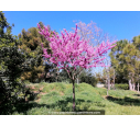 CERCIS siliquastrum