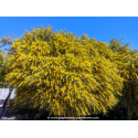 ACACIA retinodes