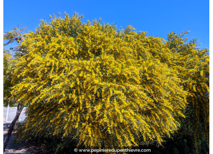 ACACIA retinoides