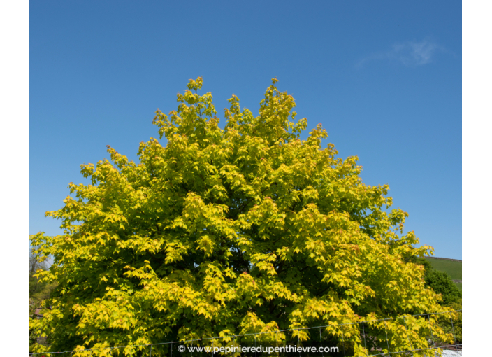 ACER cappadocicum 'Aureum' ACER cappadocicum 'Aureum'