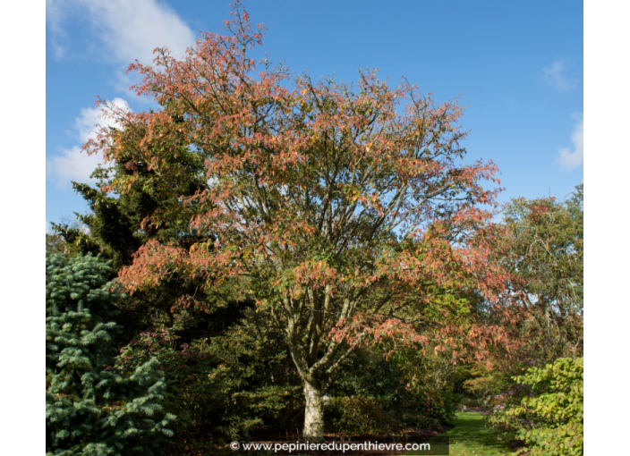 ACER davidii ACER davidii