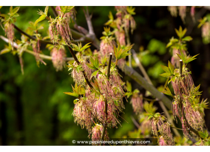 ACER negundo ACER negundo