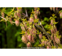 ACER negundo ACER negundo