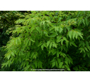 ACER negundo ACER negundo