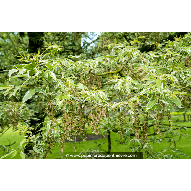 ACER negundo 'Flamingo'