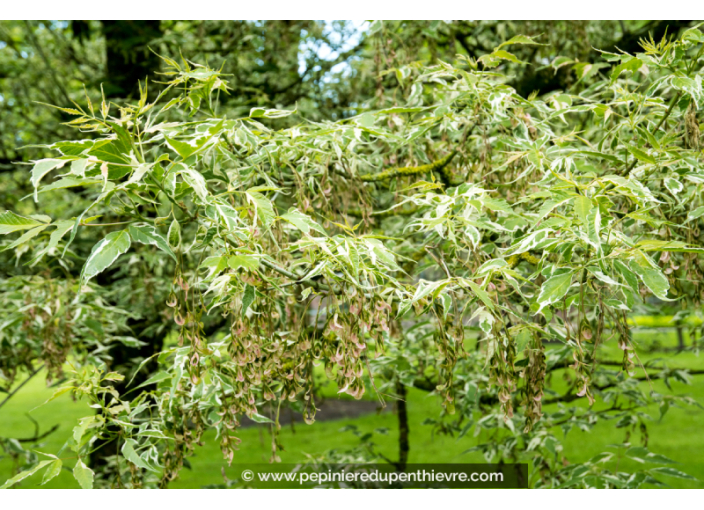 ACER negundo 'Flamingo'