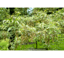 ACER negundo 'Flamingo' ACER negundo 'Flamingo'