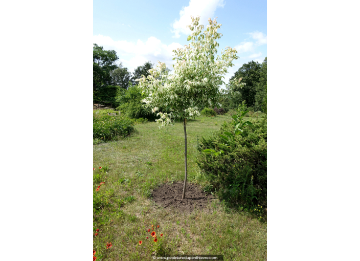 ACER negundo 'Variegatum'