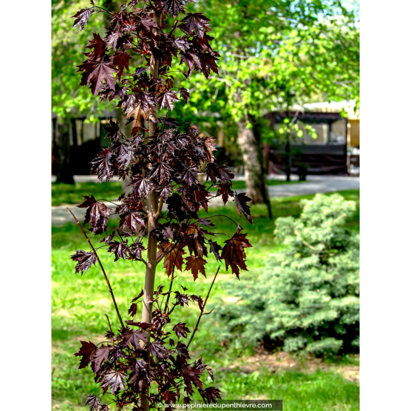 ACER platanoides 'Crimson Sentry'