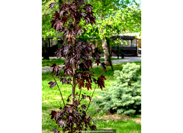 ACER platanoides 'Crimson Sentry'