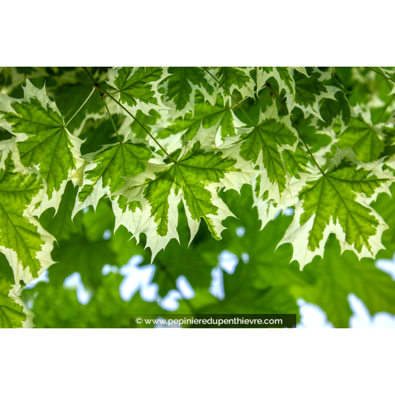 ACER platanoides 'Drummondii'