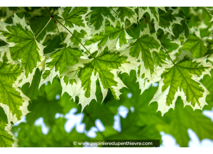 ACER platanoides 'Drummondii'