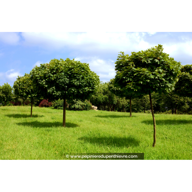 ACER platanoides 'Globosum'