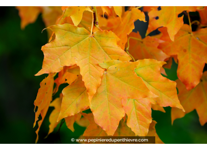 ACER pseudoplatanus