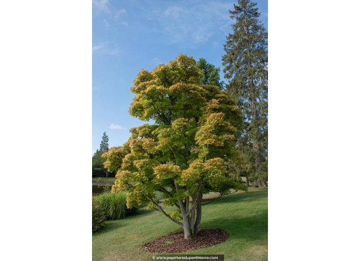 ACER shirasawanum 'Aureum'