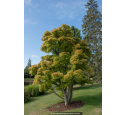 ACER shirasawanum 'Aureum'