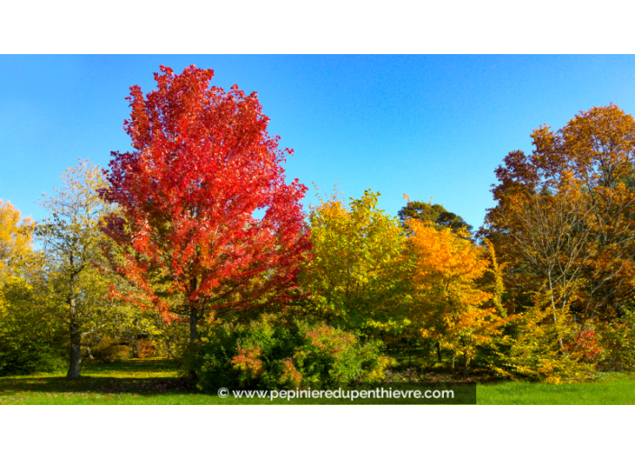 ACER x freemanii 'Autumn Blaze' ACER x freemanii 'Autumn Blaze'