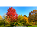 ACER x freemanii 'Autumn Blaze' ACER x freemanii 'Autumn Blaze'