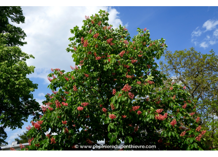 AESCULUS x carnea 'Briotii'