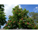 AESCULUS x carnea 'Briotii'