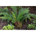 POLYSTICHUM aculeatum