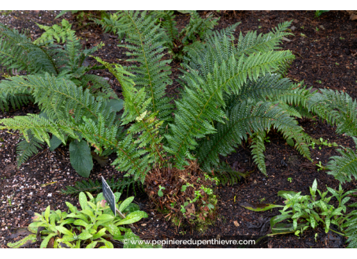 POLYSTICHUM aculeatum