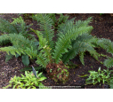 POLYSTICHUM aculeatum