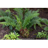 POLYSTICHUM aculeatum