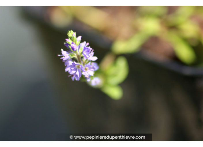 PARAHEBE 'Kenty Pink'