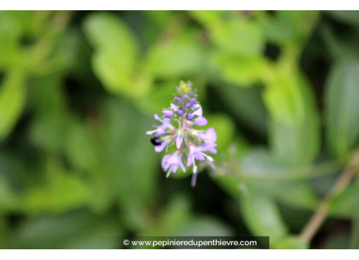 PARAHEBE 'Kenty Pink'