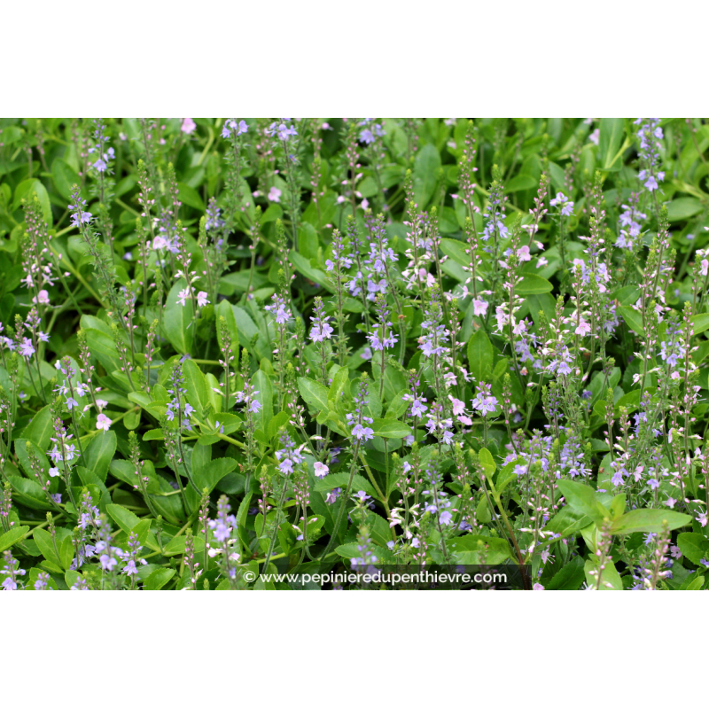 PARAHEBE 'Kenty Pink'