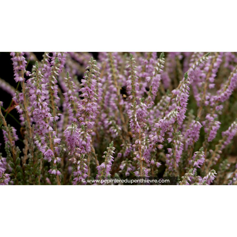 CALLUNA vulgaris 'Silver Knight'